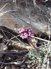 Cymopterus