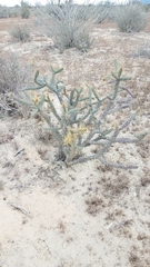 Cylindropuntia molesta