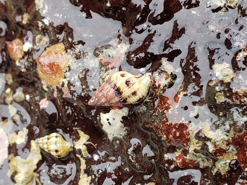 Peristernia chlorostoma