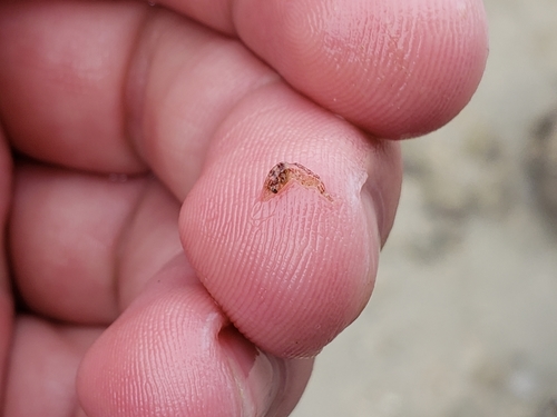 Hippolytidae