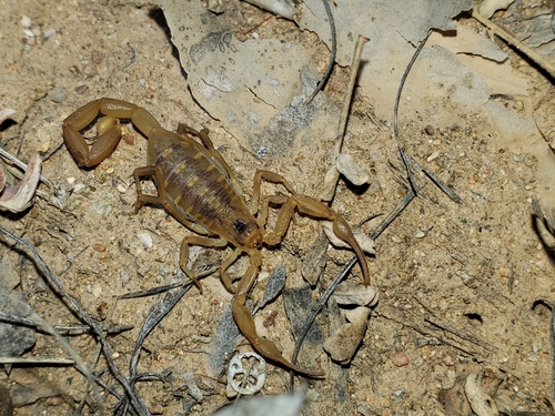 Baja California Bark Scorpion