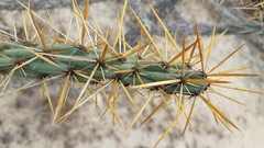 Cylindropuntia molesta