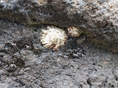 Lottia scabra