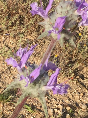 Salvia carduacea