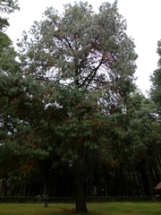 Pinus pseudostrobus