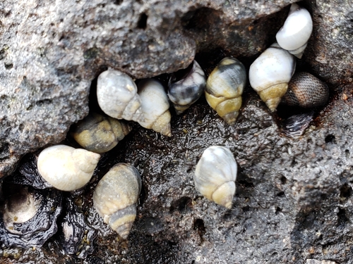 Echinolittorina hawaiiensis