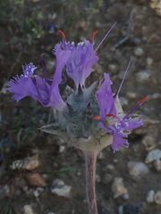 Salvia carduacea