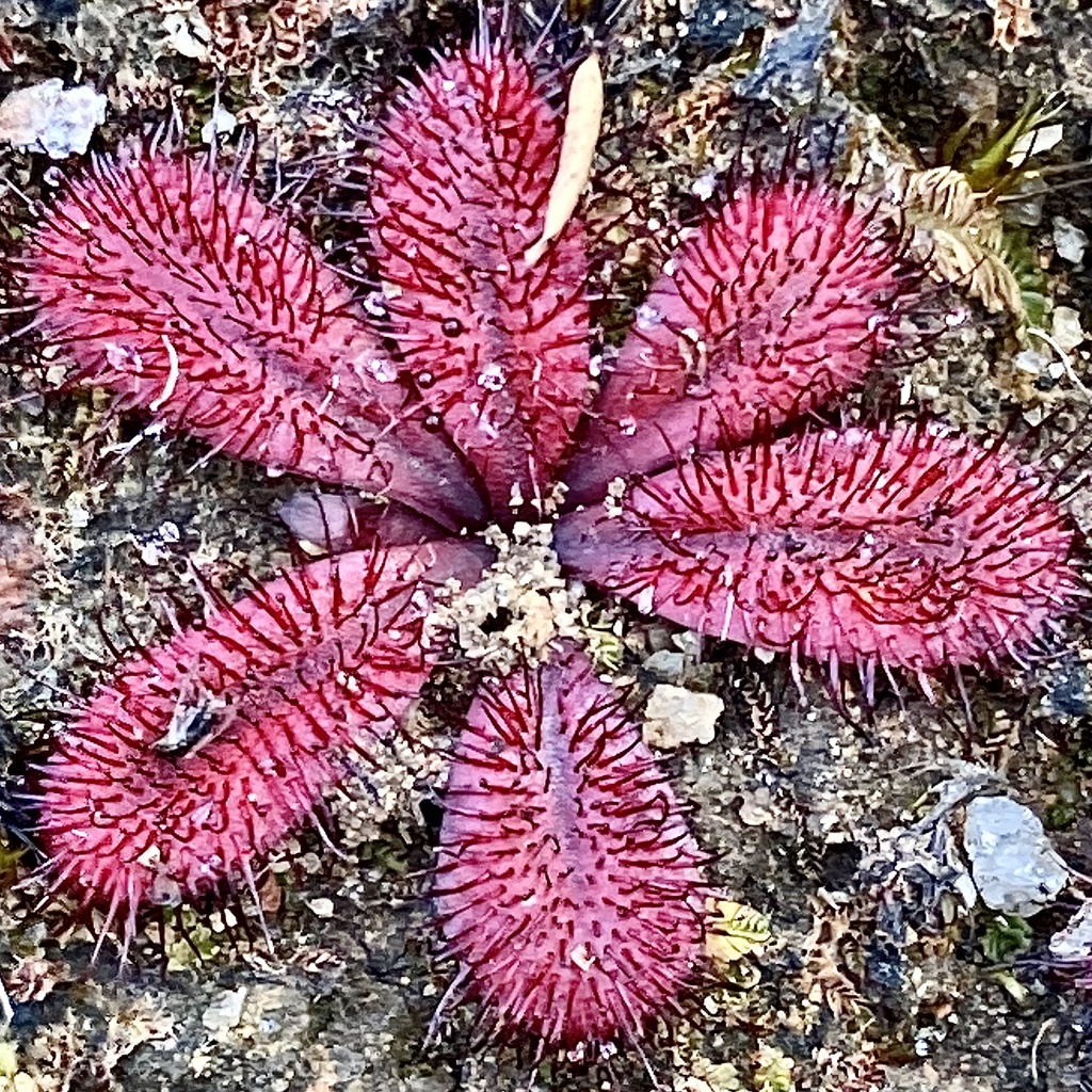Drosera rosulata, Mount Roe National Park, Trent, WA, AU