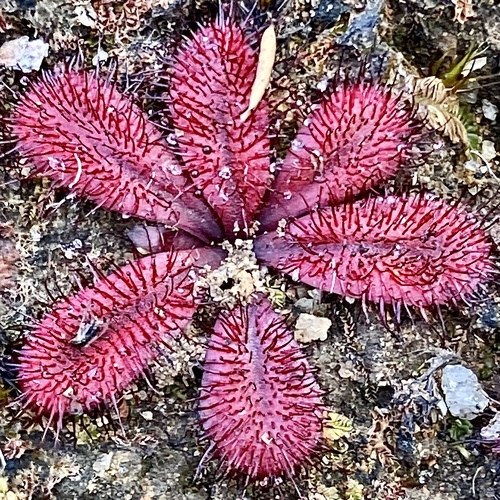 Drosera rosulata