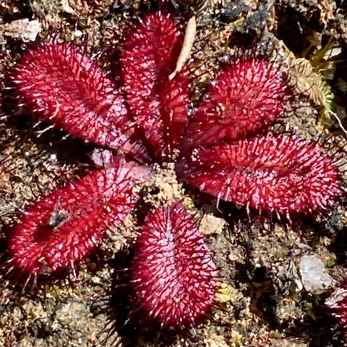 Drosera rosulata