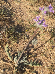 Salvia carduacea