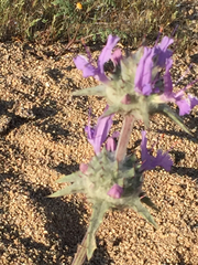 Salvia carduacea