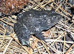 Lithobates capito