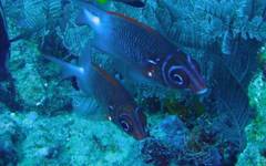 Sargocentron caudimaculatum
