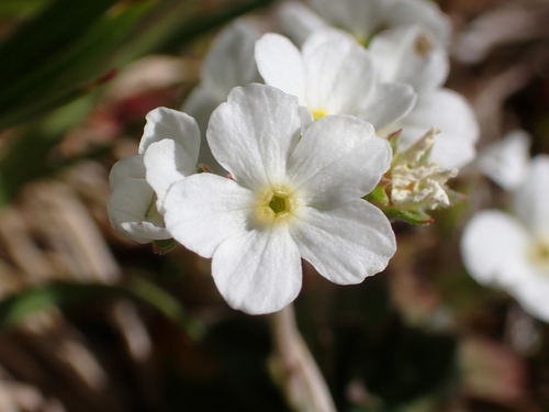 Androsace obtusifolia (Androsace obtusifolia)