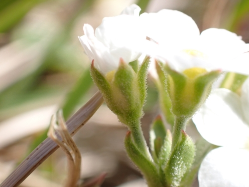 Image of Androsace obtusifolia by (c) Elias, some rights reserved (CC BY)