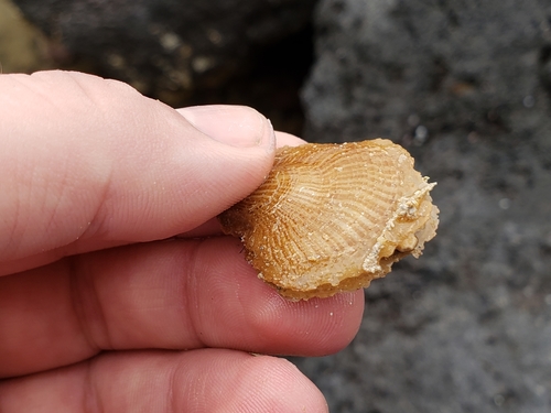 Isognomon perna