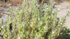 Cryptantha ganderi
