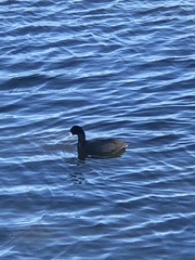 Fulica americana image