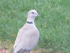 Streptopelia decaocto