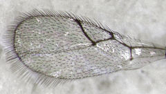 Hexacola