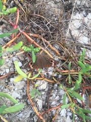Junonia neildi varia