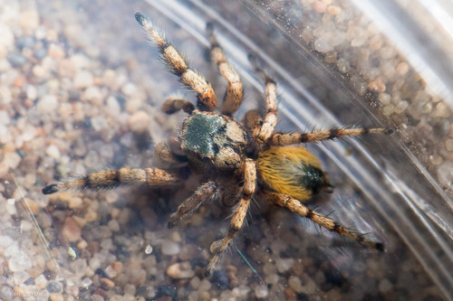 Habronattus amicus photo 2