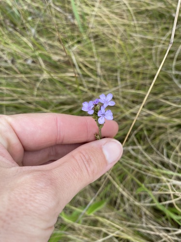 Buchnera simplex (Buchnera simplex)