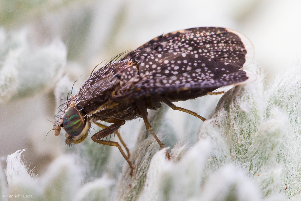 Eutreta angusta
