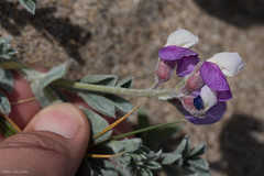 Lathyrus littoralis
