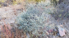 Errazurizia benthamii