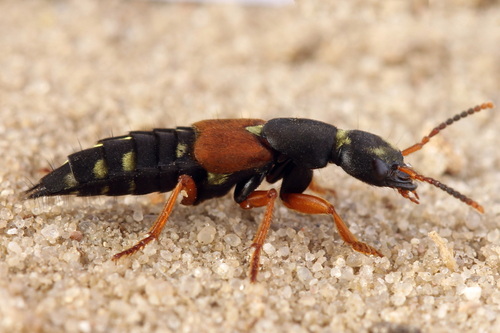 Staphylinus erythropterus