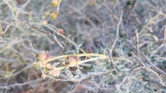 Errazurizia benthamii