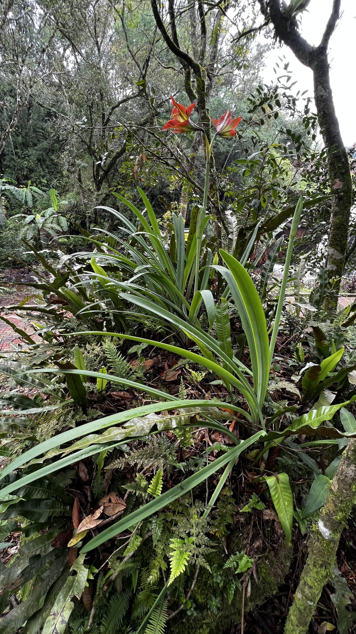 Hippeastrum glaucescens  iNaturalist