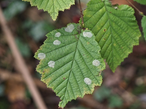 Nut Leaf Blister Moth