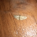 Eupithecia