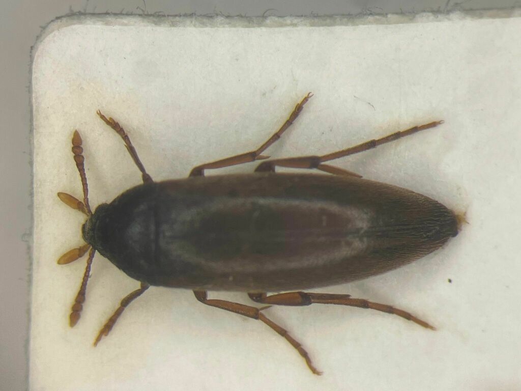 Orchesia castanea