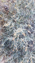 Errazurizia benthamii
