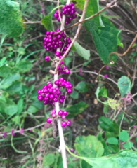 Callicarpa americana