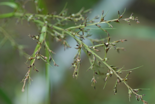 Scleria terrestris iNat (2)
