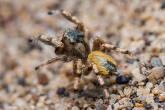 Habronattus amicus