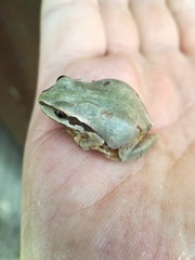 Hyla wrightorum
