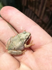 Hyla wrightorum