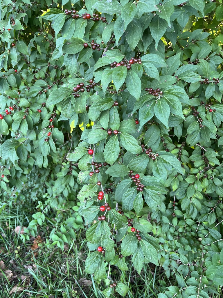 Amur honeysuckle from Mill Creek Streamway Park, Shawnee, KS, US on