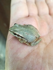 Hyla wrightorum