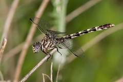 Progomphus obscurus