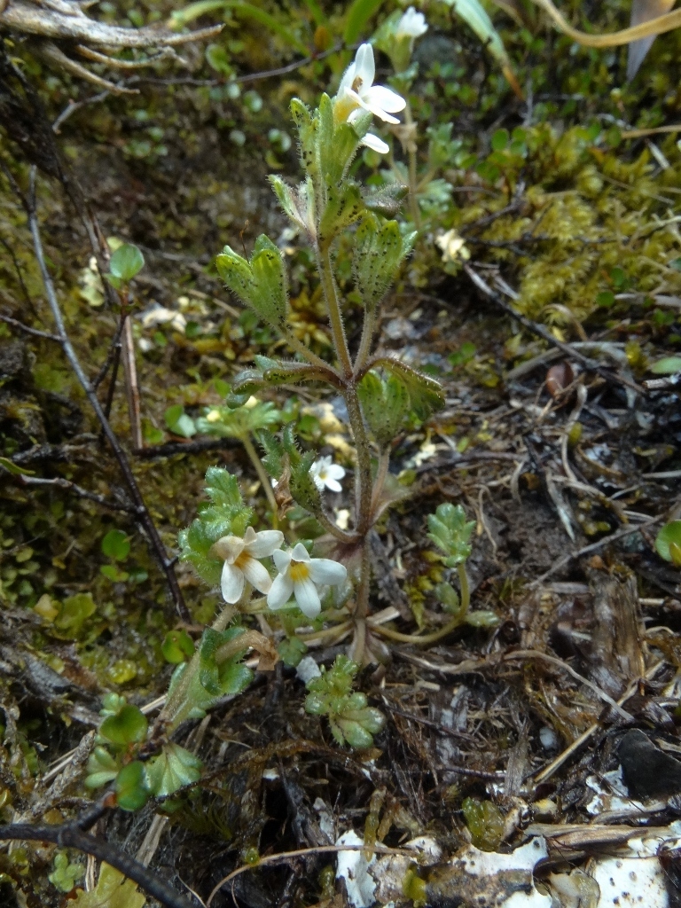 Euphrasia australis