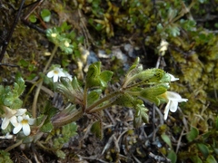 Euphrasia australis