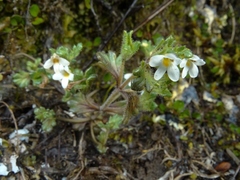 Euphrasia australis