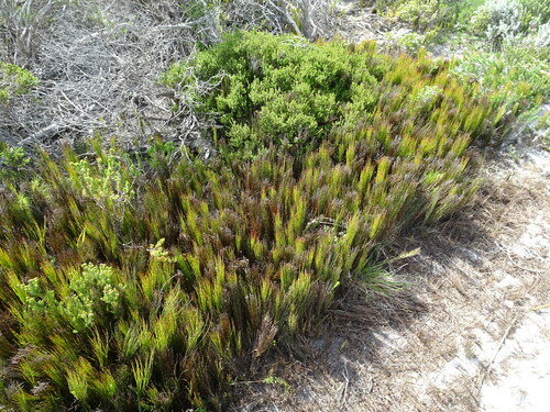 Image of Elegia microcarpa by (c) Thomas Koffel, some rights reserved (CC BY)